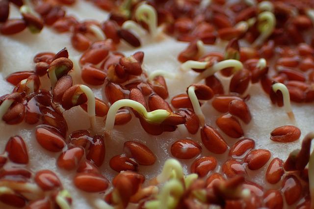 Starting seeds in paper towels