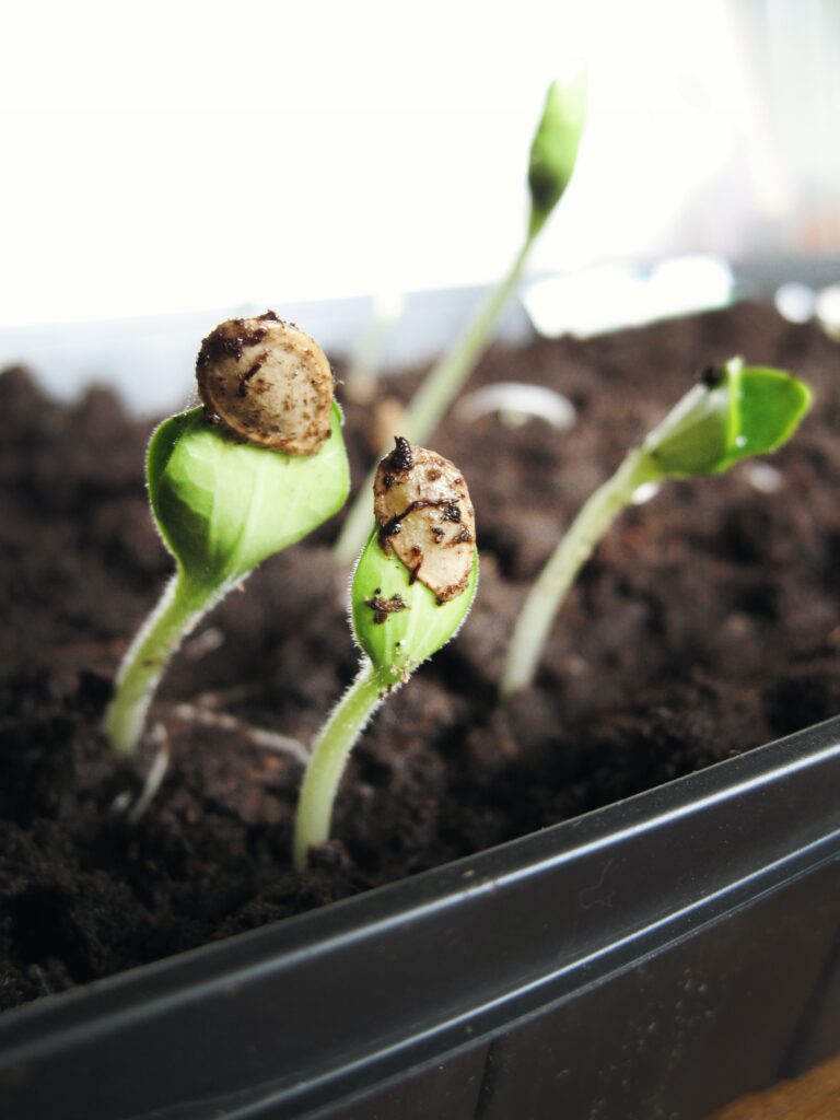 Starting seeds in a potting mix.